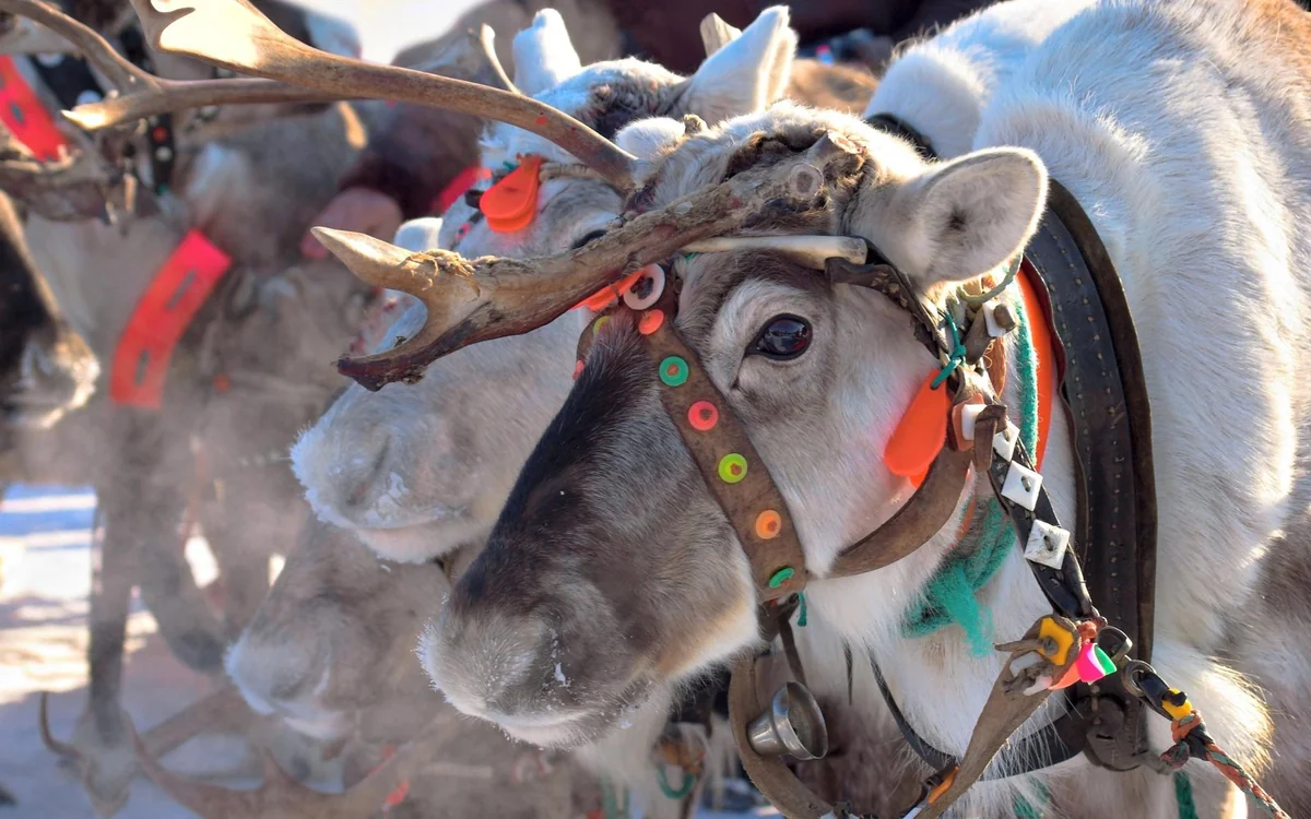 A reindeer harnessed to a traditional wooden sleigh among snowy pines near Levi
