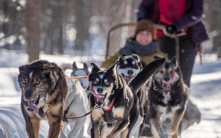 A husky team running towards the camera with a driver and a passenger on the sled behind