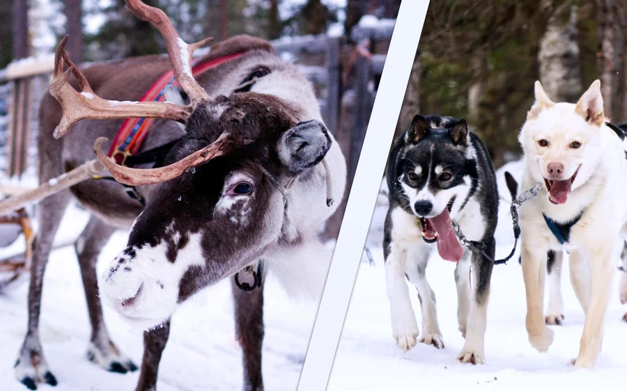 A split frame with a harnessed reindeer on the left and two huskies running on the right