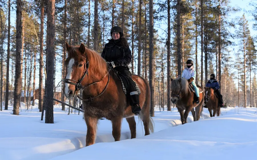 Three riders in helmets on horses on a snowy track through a pine forest