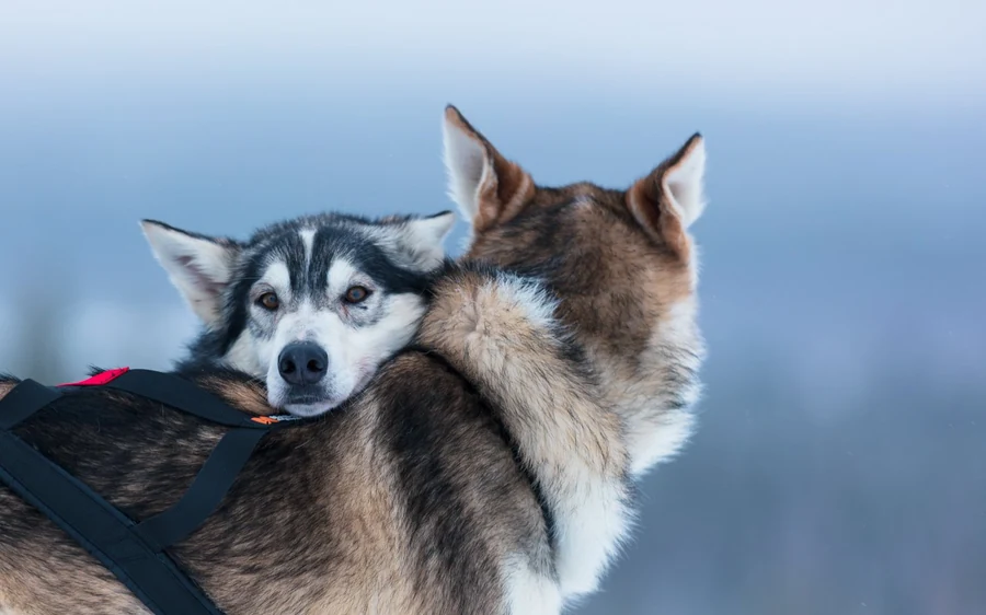 Two sled dogs in harness, one resting its head on the back of the other