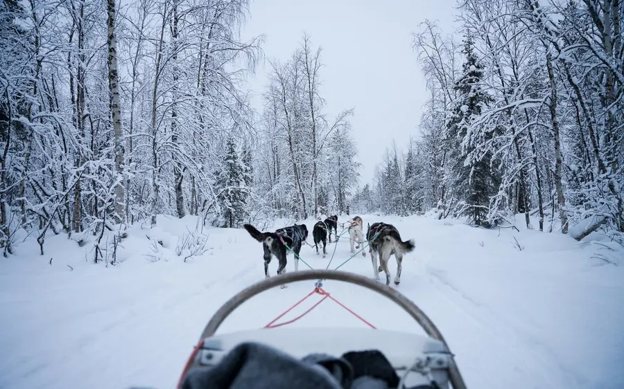 View from a sled over a husky team running down a snowy forest trail