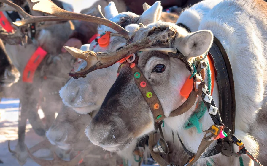 Close-up of harnessed reindeer standing in a row with coloured bridles