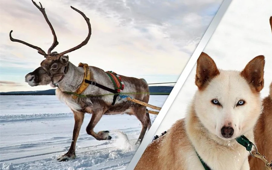 A split frame with a reindeer pulling a sled across snow and a close-up of a pale husky